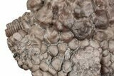 Fossil Crinoid (Actinocrinites) - Crawfordsville, Indiana #215815-1